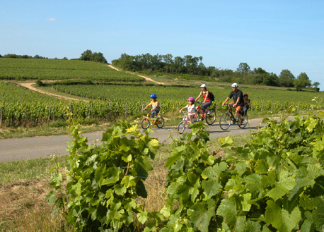 Cyclistes dans les vignes