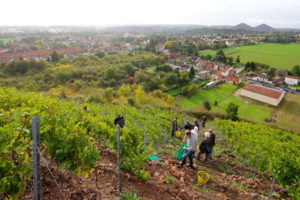 Une vigne plantée face à la mer à Boulogen Sur Mer