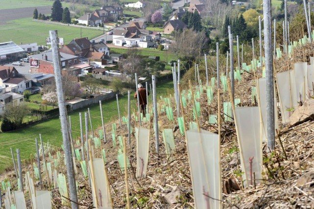 Vignes de Chardonnay, cépage blanc incontournable