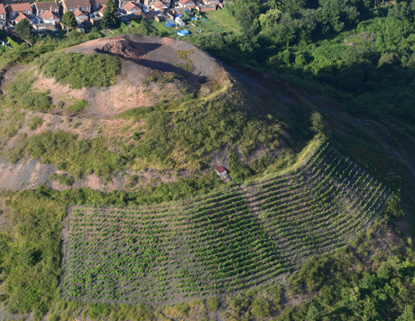 vignes plantées sur un terril