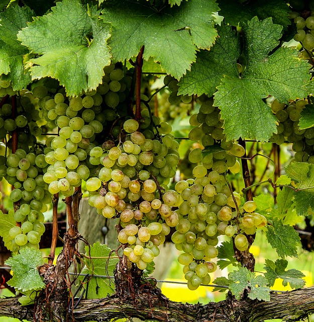 grappes de raisins sur vigne