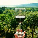 verre de vin dans un vignoble