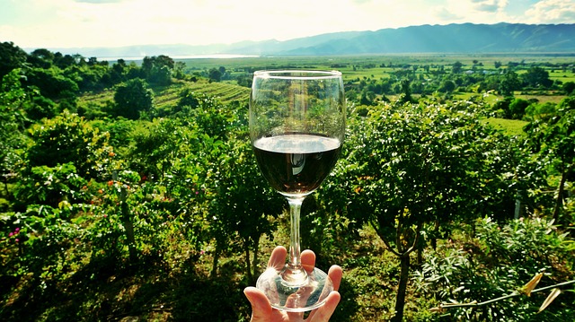 verre de vin dans un vignoble
