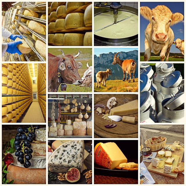 Camaïeu de photo sur la fabrication du fromage