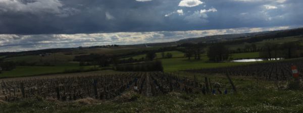 Vignes dans le coteau du giennois