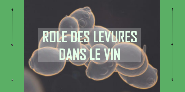 images de levures en 3D pour illustrer l'article sur le rôle des levures dans la fabrication du vin