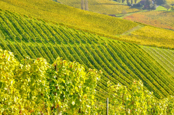 Paysage vigne en Champagne