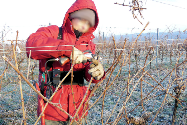 Reprise des travaux de la vigne en hiver avec la taille et le choix des sarments