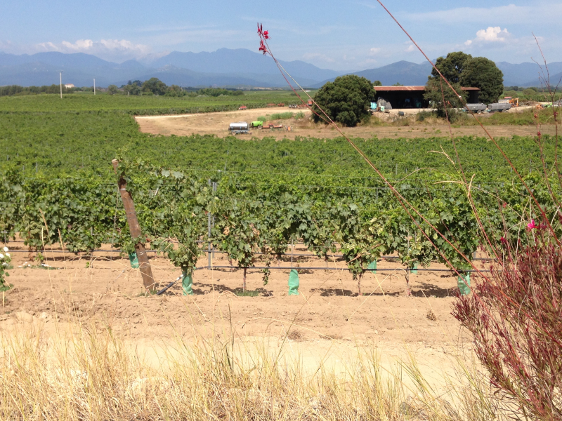 Vue du domaine Terra Vecchia avec des vignes et des bâtiments agricoles