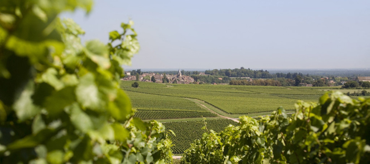 Vignoble de Bourgogne de la cote chalonnaise