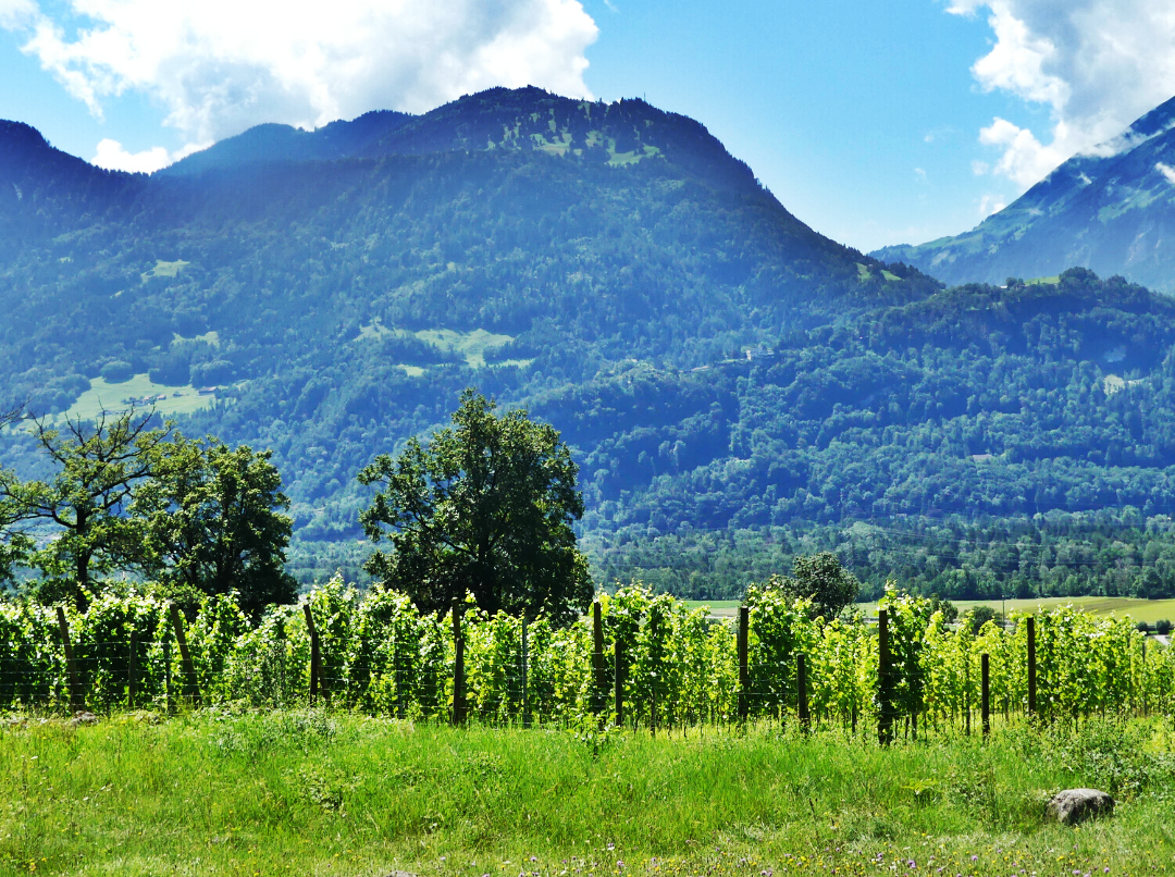 Les vignes des Grisons - vins de Suisse