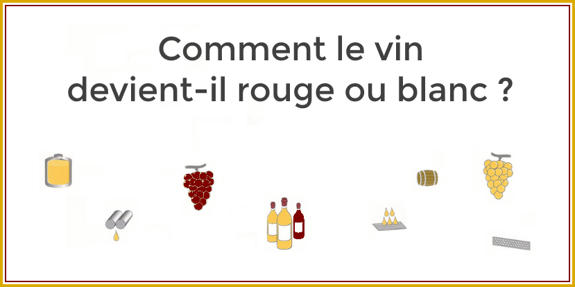 Comment fait-on du vin rouge ou blanc ?