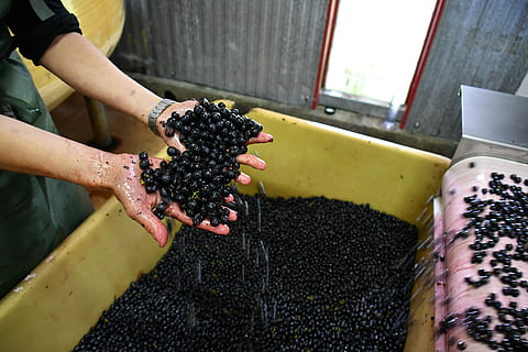 Vinification du vin rouge.