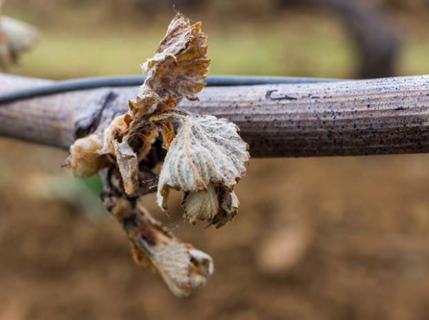 ravages sur bourgeon de vigne gelée