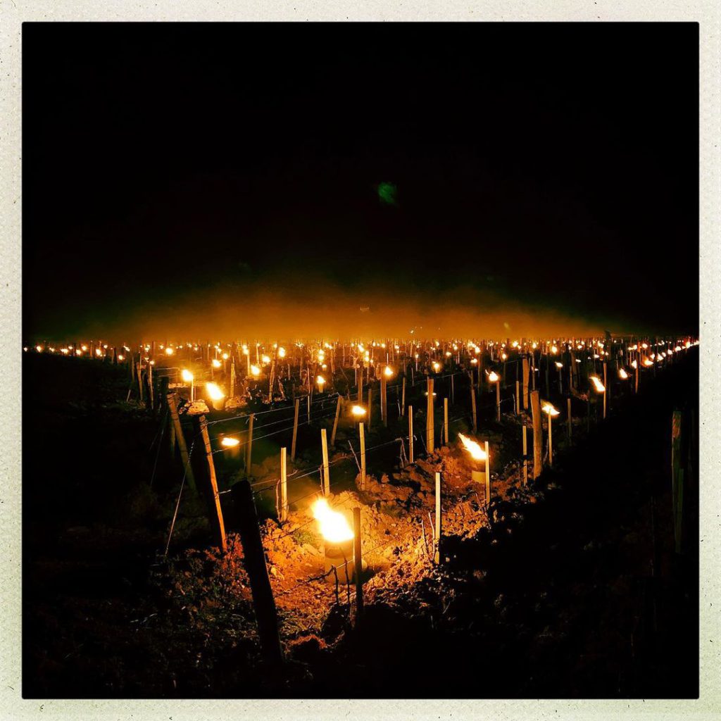 bougies dans les vignes en POUILLY FUMÉ - Serge Dagueneau