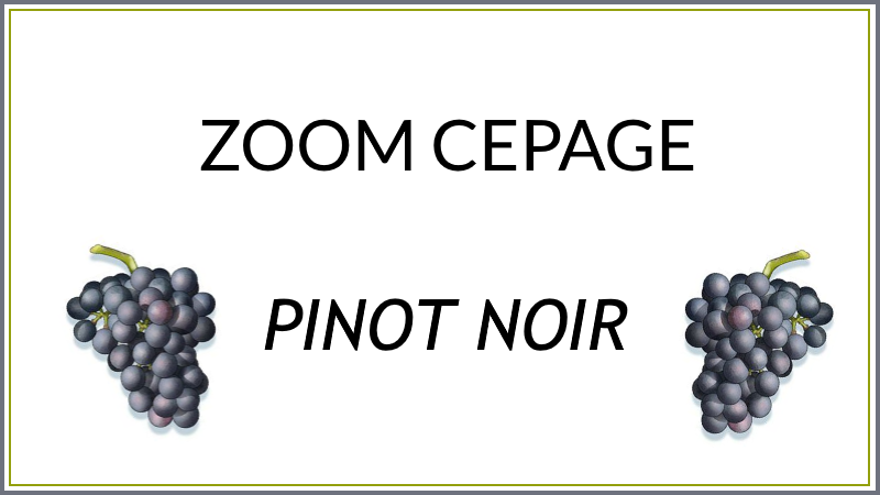 Zoom sur le cépage Pinot Noir - Bourgogne et Californie