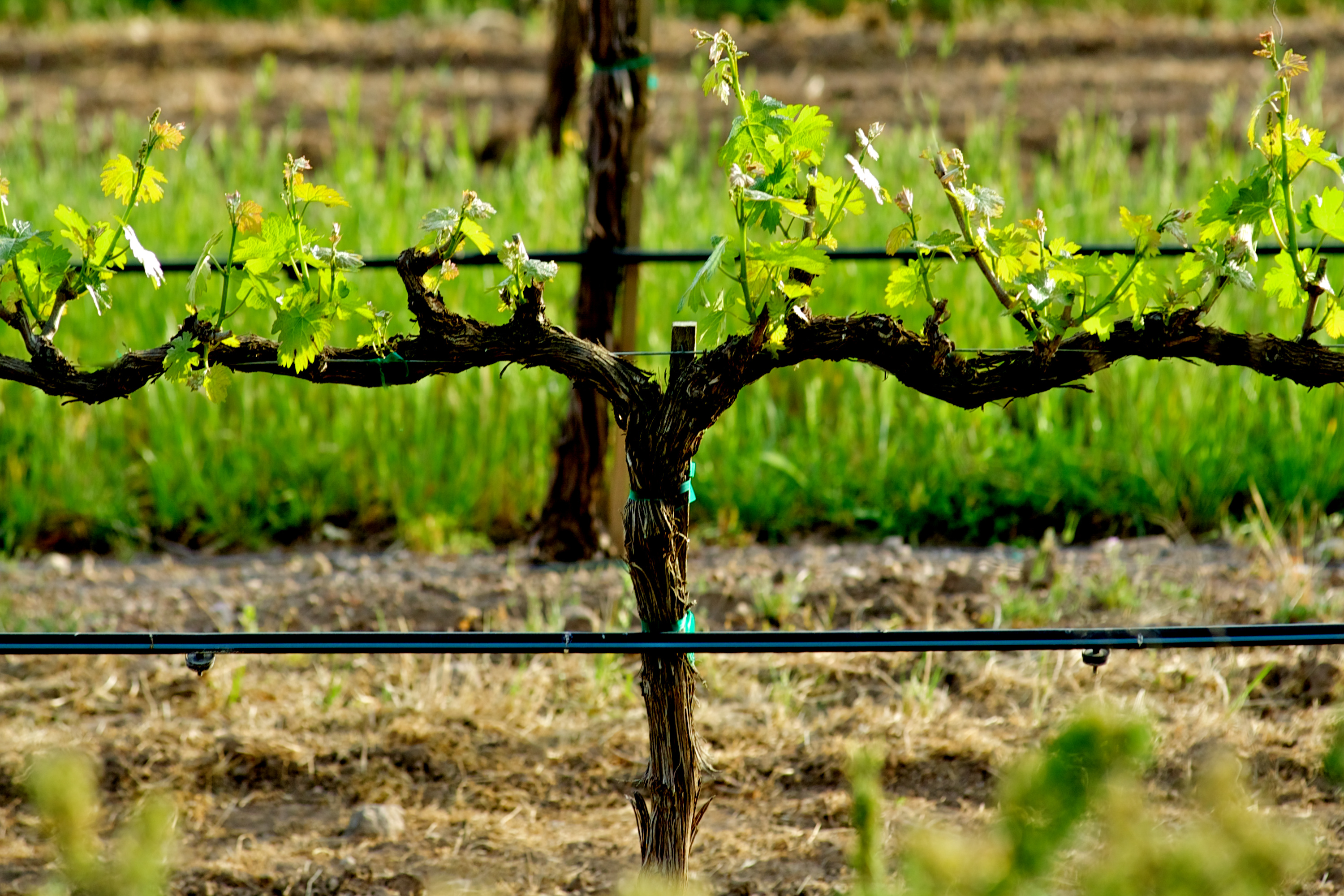 vigne avec système irrigation