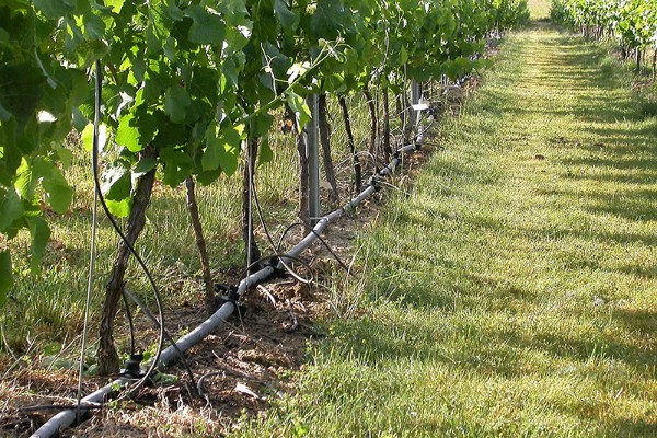 Irrigation au pied de la vigne