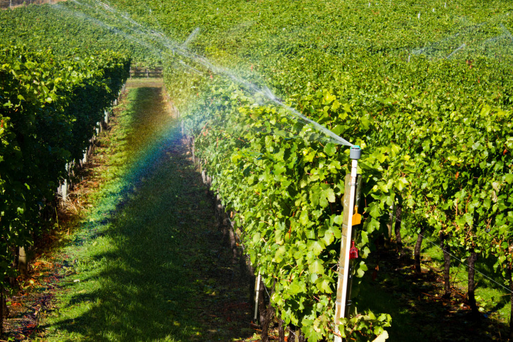 arroseur automatique dans un vignoble